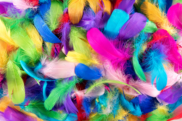 Colorful Feathers