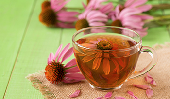 5 Manfaat Kesehatan Echinacea