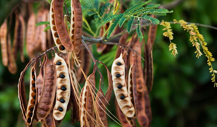 Acacia seeds on tree