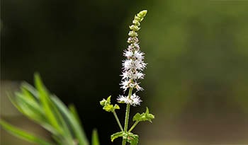 El cohosh negro y la salud de las mujeres