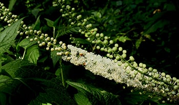 Black Cohosh: Testing, Tradition, Immune Health & More