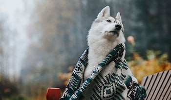 Entretenir votre bonne santé et celle de votre animal