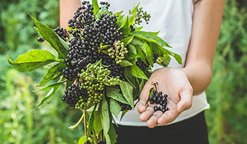 Elderberry’s Powerful Immunity and Antiviral Benefits