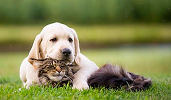 How to Keep Your Dog or Cat Healthy