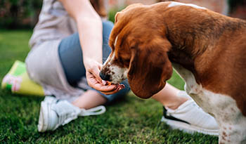 Les bienfaits des aliments et produits naturels pour animaux de compagnie