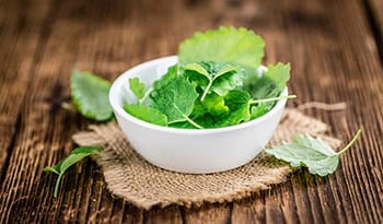 Nine Health Benefits of Lemon Balm