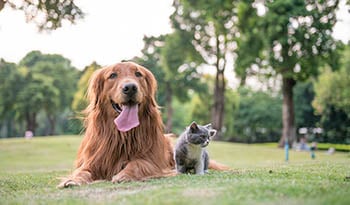 Os melhores suplementos para animais de estimação