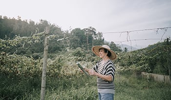 十大阿育吠陀草本植物及其健康益处 