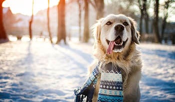 Hiver : conseils santé pour les animaux de compagnies