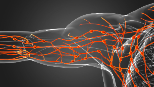 Representação 3D do sistema linfático do corpo humano, o qual transporta a linfa.