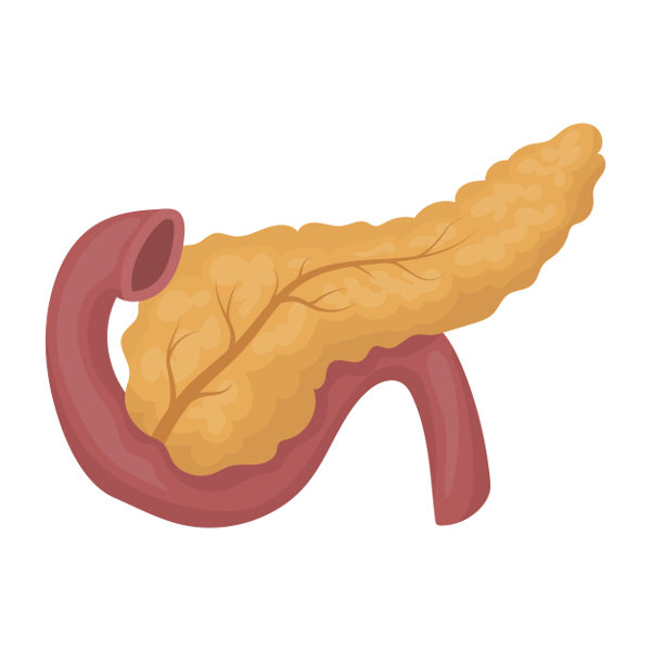 Representação do pâncreas, órgão do corpo humano responsável pela produção de insulina e glucagon.