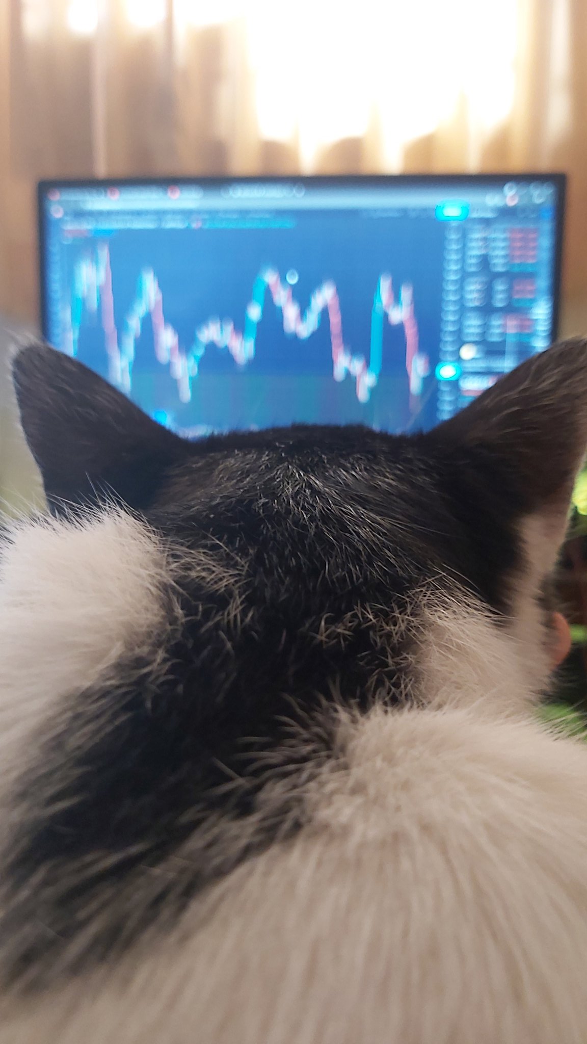 TradingView Chart bei Instagram @Onlnternet