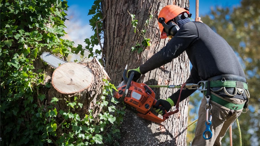 Man in safety harnesses and helmet cuts down large tree