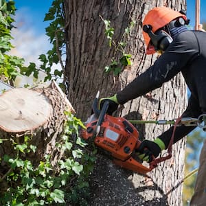 Man in safety harnesses and helmet cuts down large tree