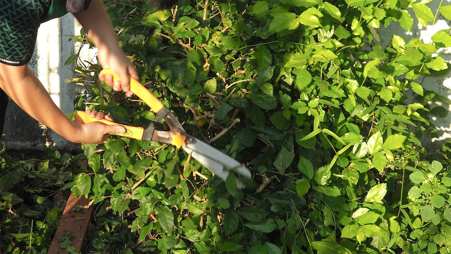 person using shears to cut shrubs