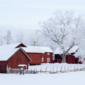 Farm with big trees covered with snow