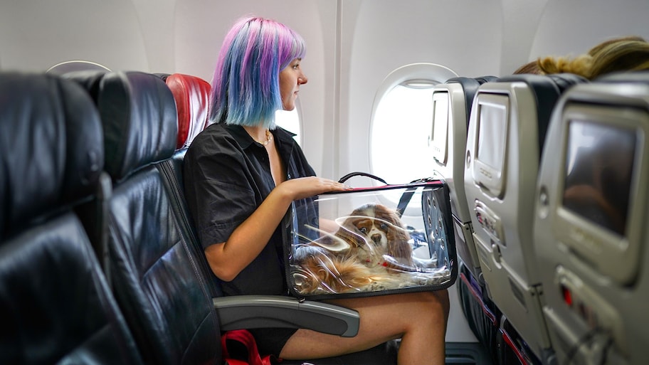 Young woman on an airplane with her pet