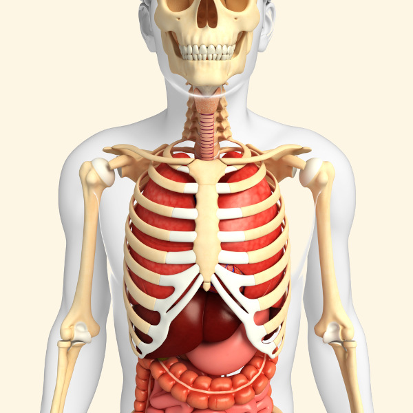 Ilustração representando costelas e órgãos internos do corpo humano.