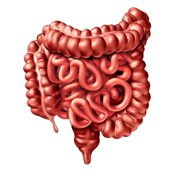 Representação do intestino, órgão do sistema digestório do corpo humano.