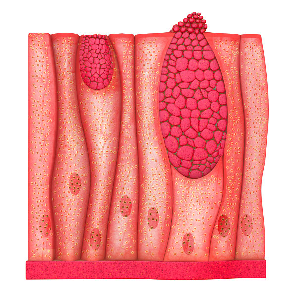 Representação do tecido epitelial, um dos tecidos do corpo humano.