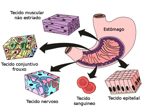 Representação dos tecidos dos órgãos do corpo humano