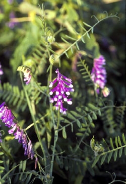 Cow Vetch