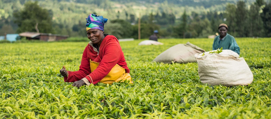 A woman picks tea leaves in a tea plantation near the city of Kericho, Kenya. | © shutterstock.com