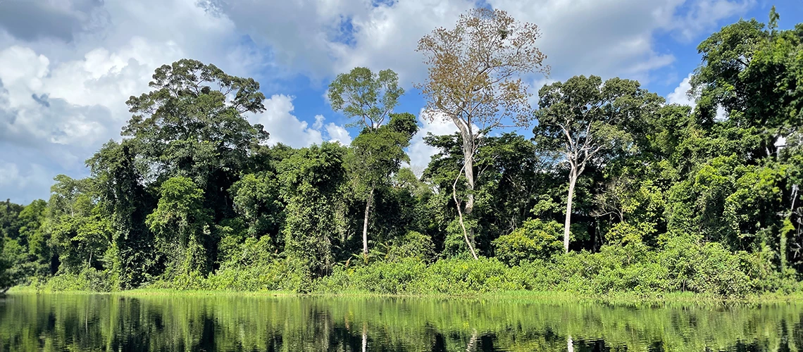 Unlocking the Economic and Environmental Value of the Congo Basin Forests 