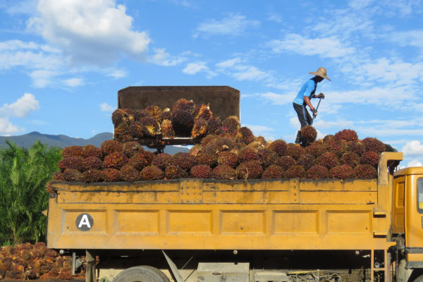 Palm worker loads oil palm crops into truck