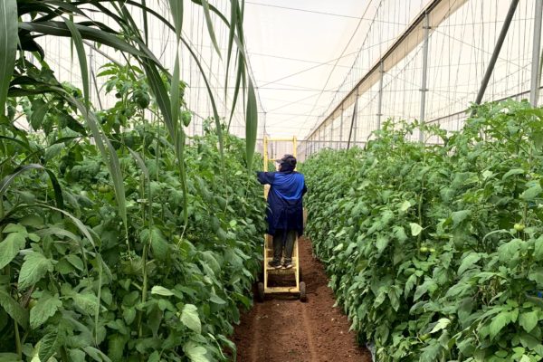 A worker stands on a ladder at a tomato farm in Mexico