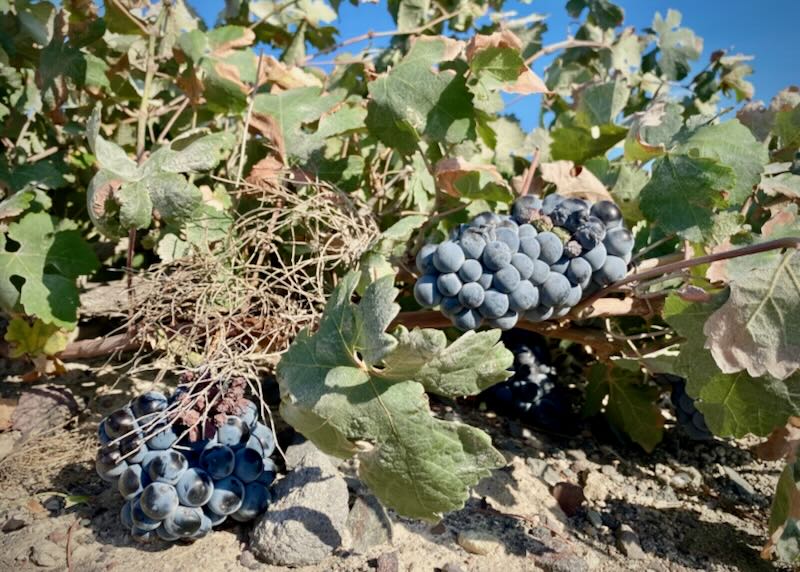 Purple grapes growing close to the ground on a vine.