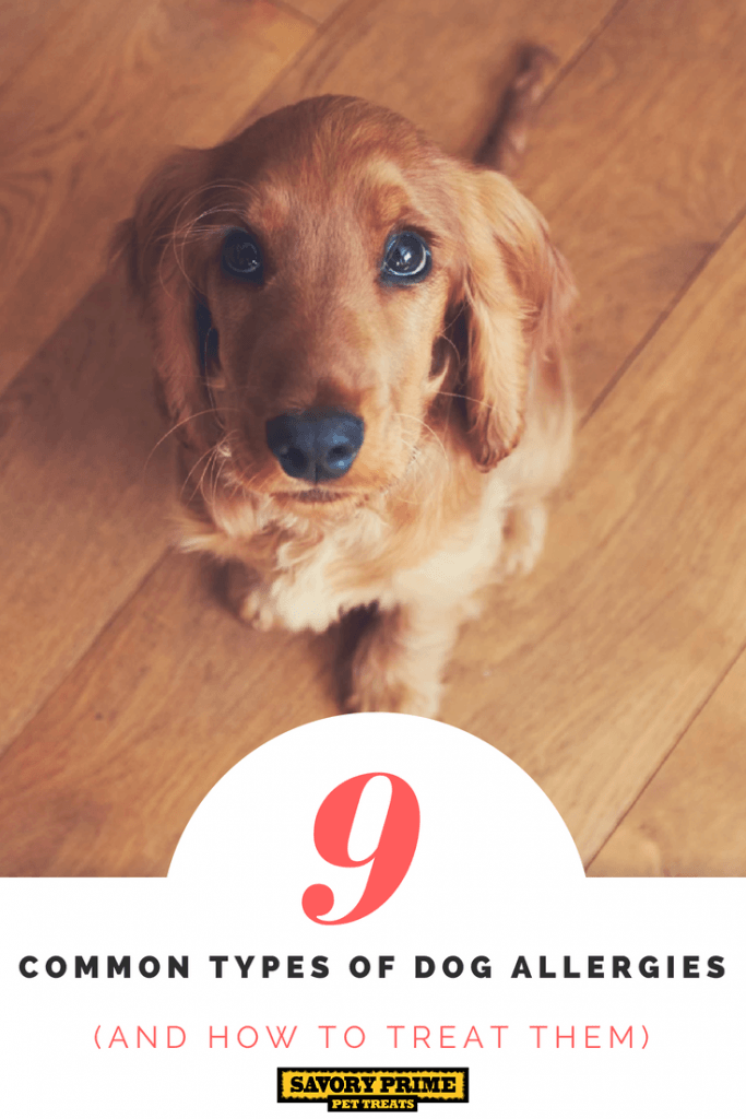 9 Common Types of Dog Allergies (And How to Treat Them) - Savory Prime ...