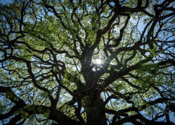 View from the base of a wide spreading tree looking upward toward a blue sky