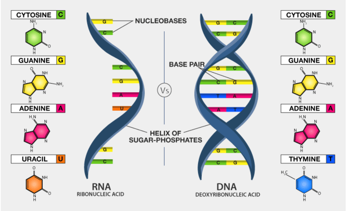 What Is Dna And Rna And Their Structure And Functions Kalitumpang Com ...