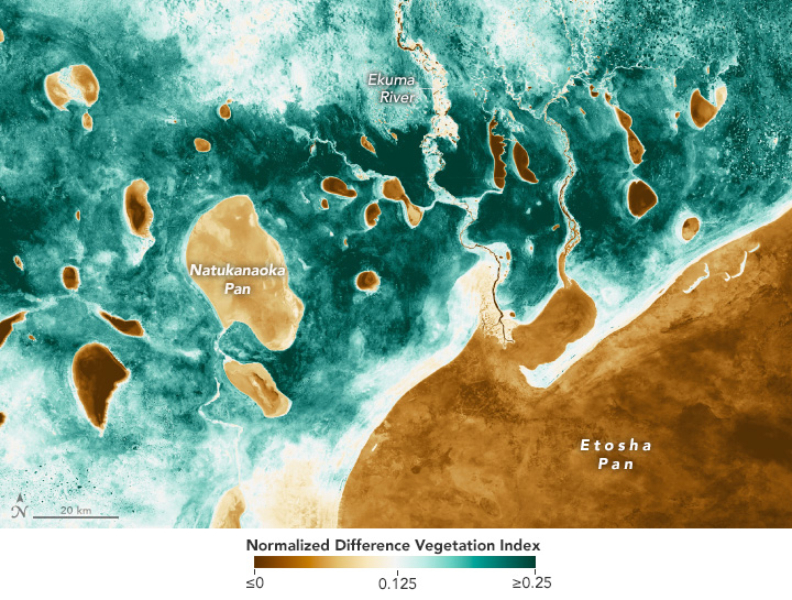 A satellite image of Namibia with a color gradient overlay corresponding to vegetation coverage. Vegetation coverage ranges from dark brown to dark green with white being the average between them. The Etosha Pan, bottom right, and the Natukanaoaka Pan, center left, are the two biggest areas in the brown shade. The image is primarily a shade of green to white with scattered brown spots. The Ekuma river enters the image at the top center, and does also carry some brown coloration where the water covers the land.