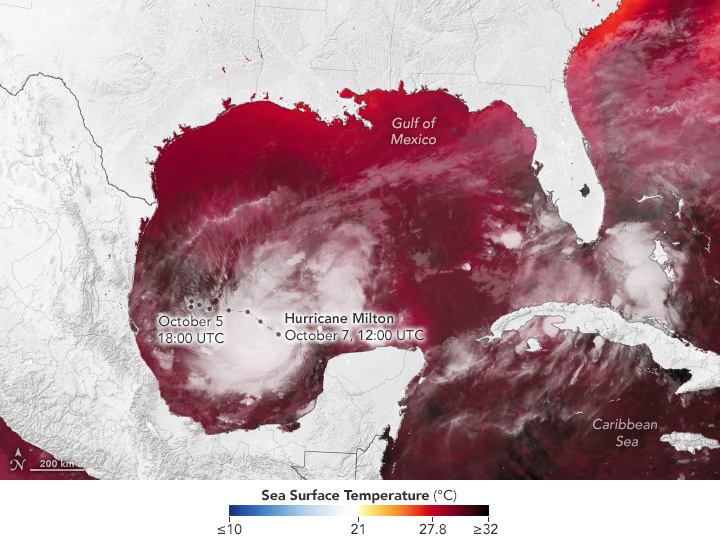 The image of the gulf coast, land in gray and ocean with a temperature gradient overlay with current cloud coverage shows Hurricane Milton. The ocean temperatures overlay shows all Gulf of Mexico waters in a shade of red. The range of color on the warm side of the spectrum ranges from pale yellow at 21 degrees C to a dark, near black shade of red, at 32 degrees C or more.