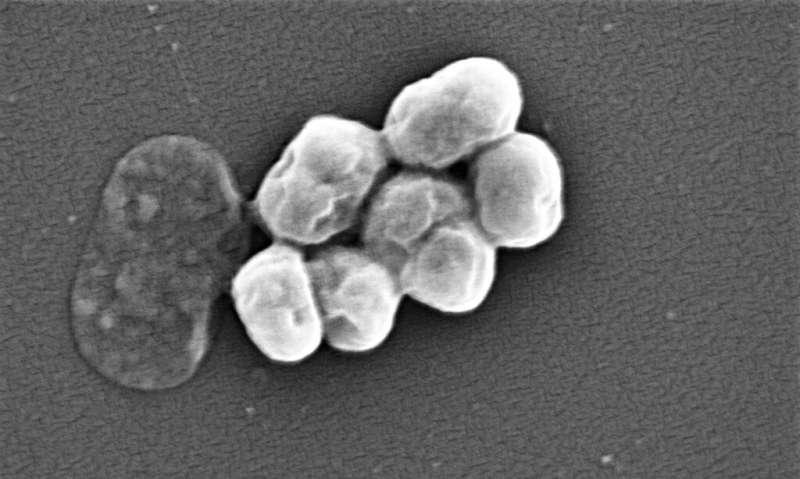 Acinetobacter baumannii