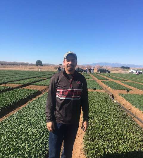 Short-term moisture removal can eliminate downy mildew of spinach