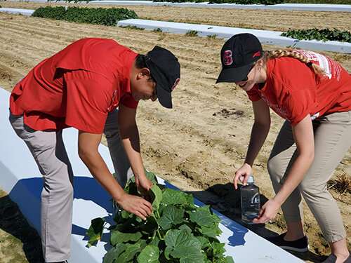 User-friendly cucurbit downy mildew diagnosis guide suited for both experts and beginners