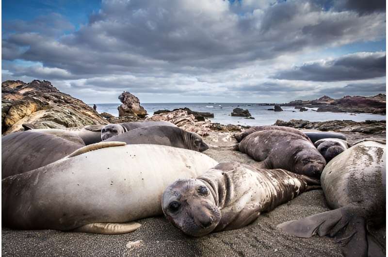 Seal species carries 'genetic scars' after being hunted to the edge of extinction, new research reveals