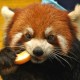 Ailurus Fulgens