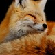 Garrison Fox