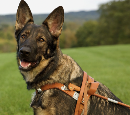 Shepherd dog standing in front of a green field