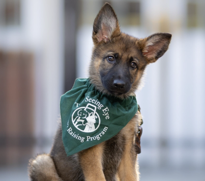 Shepherd puppy sitting with upturned ears