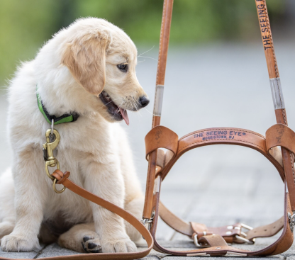 Labrador puppy sitting with leash and looking left