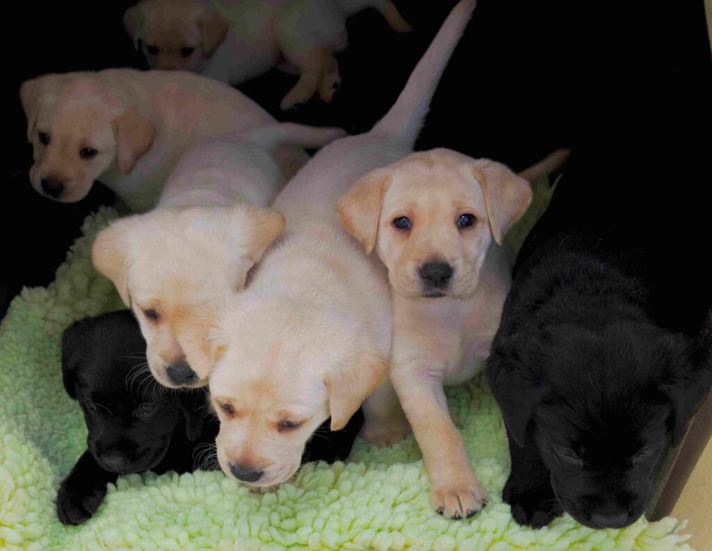 yellow and black lab pups in a bed at the breeding center.