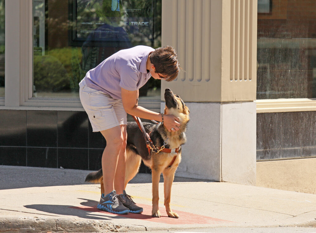 A photo of a Seeing Eye instructor bending over to praise a German shepherd, in harness, after stopping at a street corner.