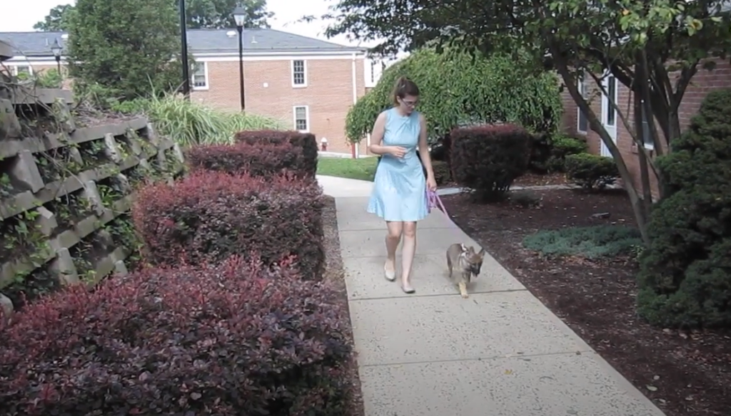 A woman walks down a sidewalk with a small german shepherd puppy on leash.