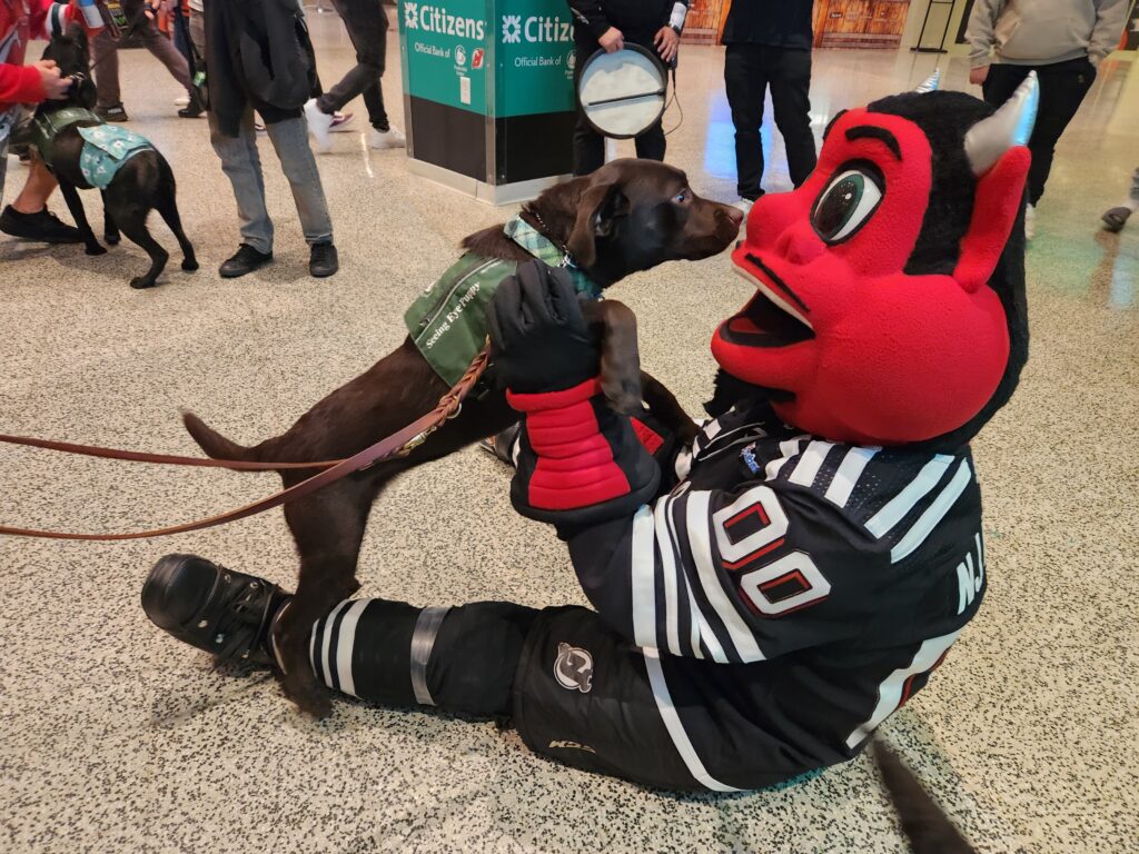 The New Jersey Devils mascot plays with a chocolate Labrador retriever puppy in a Seeing Eye Puppy Raising Program vest.