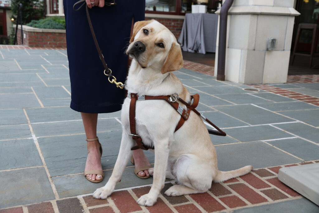 A yellow Labrador retriever, in harness, sits at the feet of a woman wearing an evening gown.